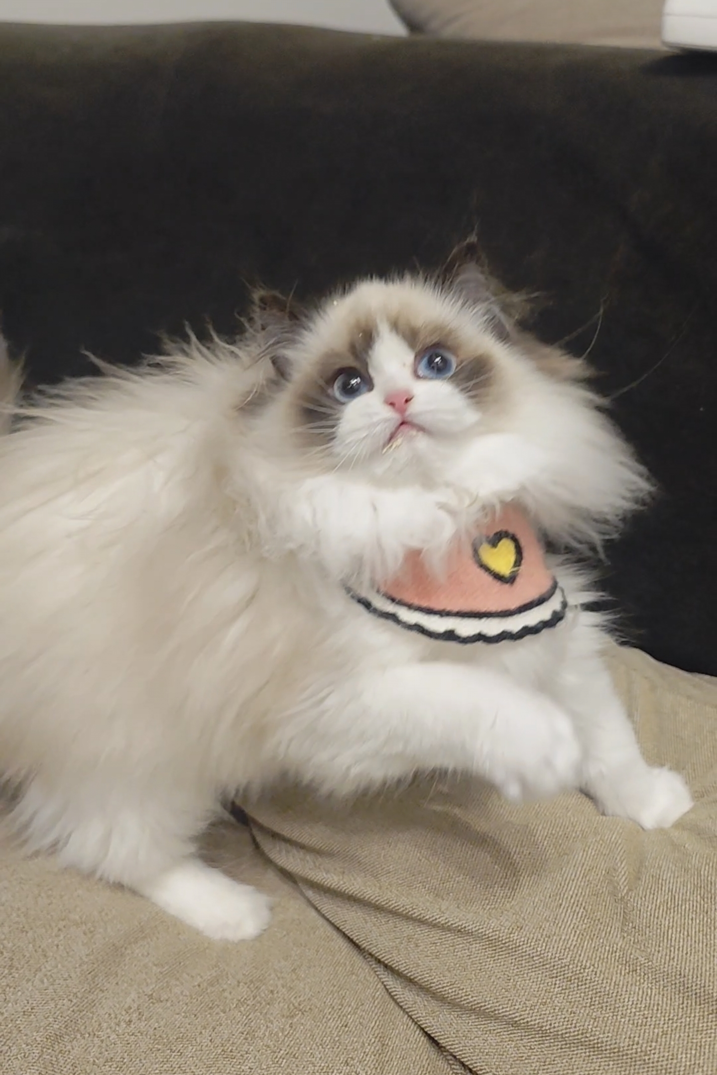 海双布偶猫妹妹,偏远地区不发,拍前请咨询